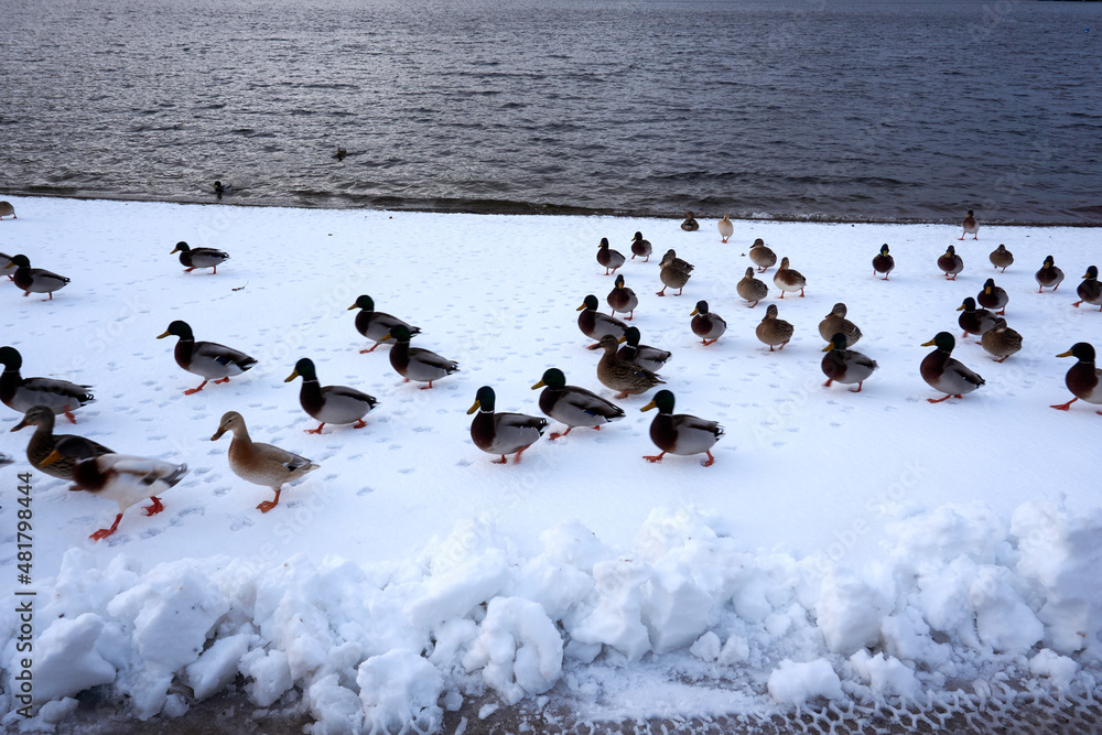 Fototapeta premium large group of ducks at the titisee in the black forest in winter