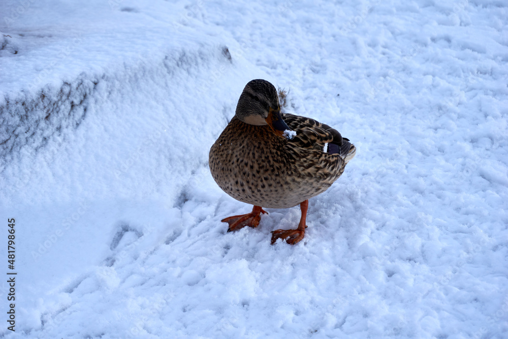 close up of beautiful brown duck lady in snow close up of beautiful brown duck lady in snow
