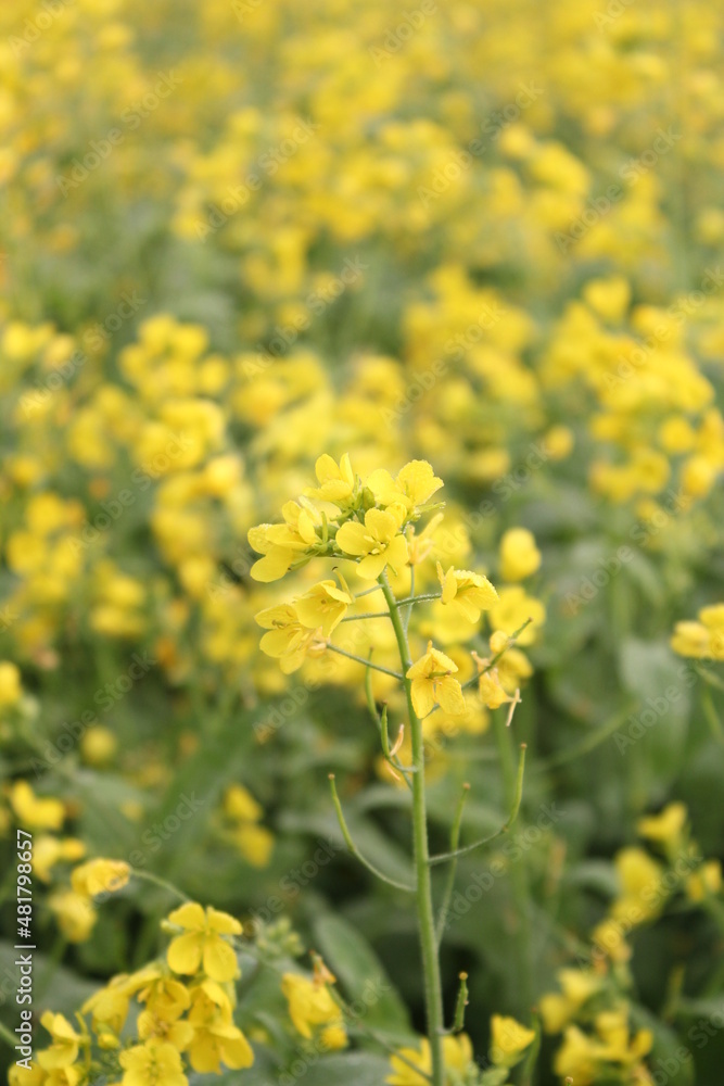 Closeup shot of mustard flowers in the mustard field Closeup shot of mustard flowers in the mustard field