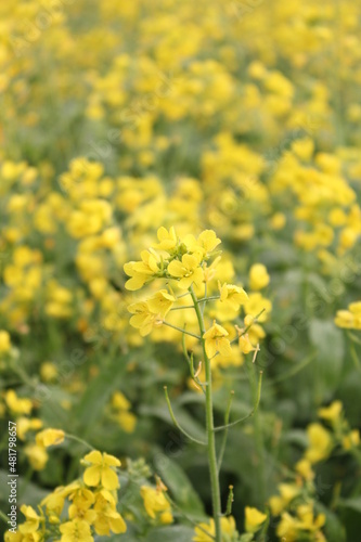Closeup shot of mustard flowers in the mustard field