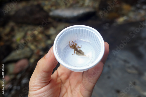 Mayfly nymphs in a plastic sample collection cup on hand. benthic animals used as biological indices. Natural science. photo