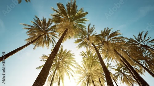 view of the palm trees passing by under blue skies