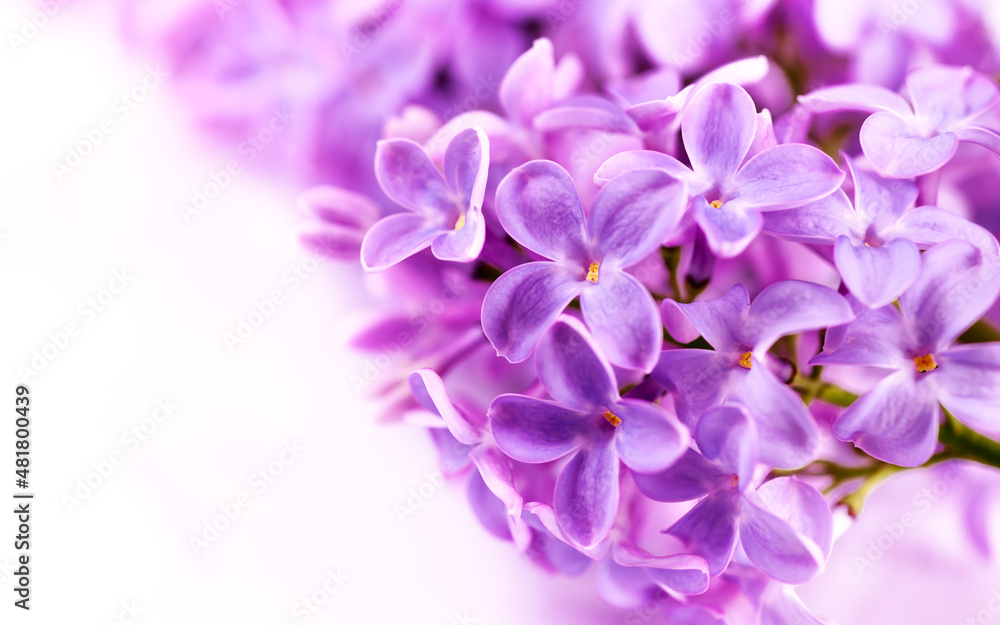 Lilac flowers bloom banner. Congratulation card background. Lilac flowers bloom banner. Congratulation card background.