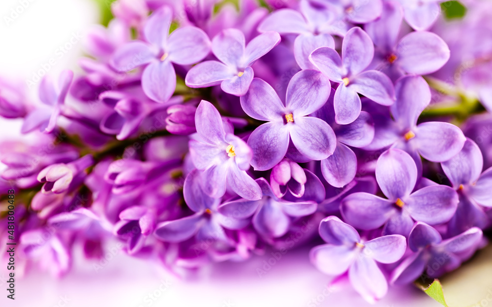 Lilac flowers bloom banner. Congratulation card background. Lilac flowers bloom banner. Congratulation card background.