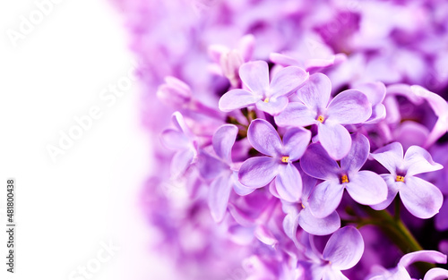 Beautiful flowers banner with lilac branch