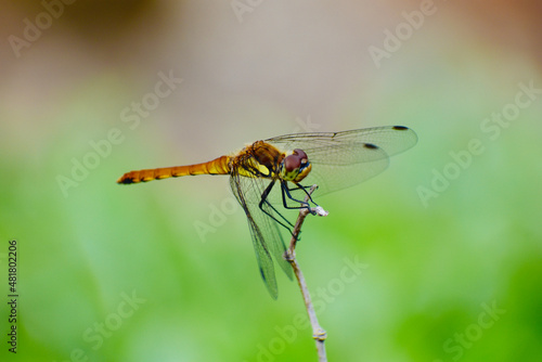 dragonfly on a leaf © Yoshiki