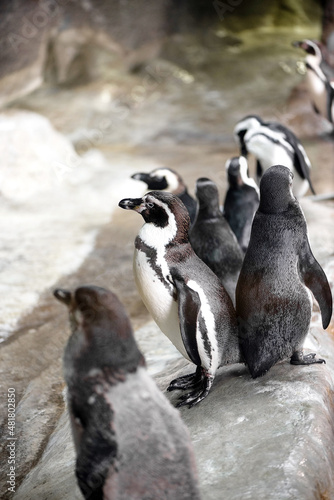flock of penguins on stone rock