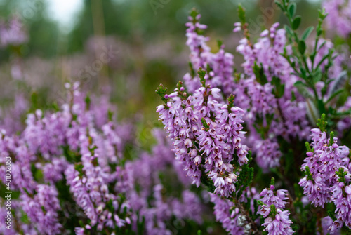 close up of lavender flowers