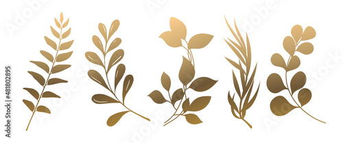 Set of beautiful gold  leaves plants, leaves, plant design. Vector illustration 2.