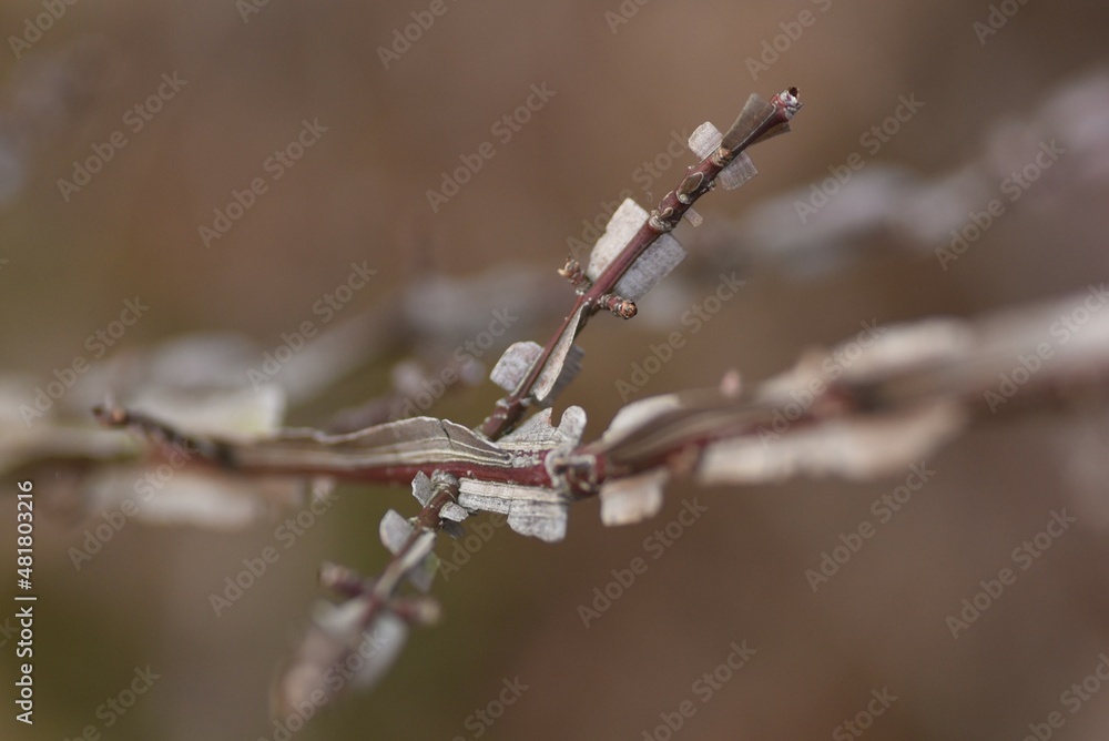 Euonymus wings. Celastraceae deciduous shrub. The flowering season is from April to June, and the autumn leaves are wonderful. Euonymus wings. Celastraceae deciduous shrub. The flowering season is from April to June, and the autumn leaves are wonderful.