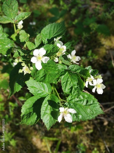 white flowers