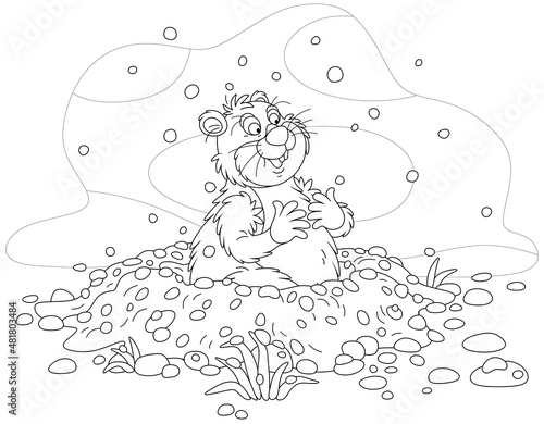 Funny fat groundhog with ch...