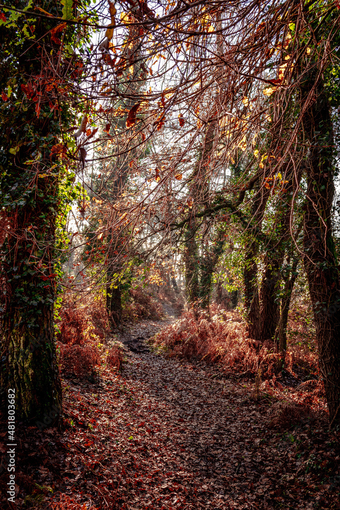 Chemin forestier d'automne