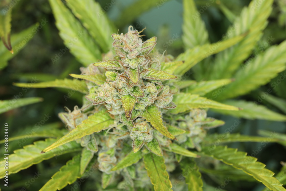Cannabis bud macro shot with sugar trichomes before harvest Cannabis bud macro shot with sugar trichomes before harvest