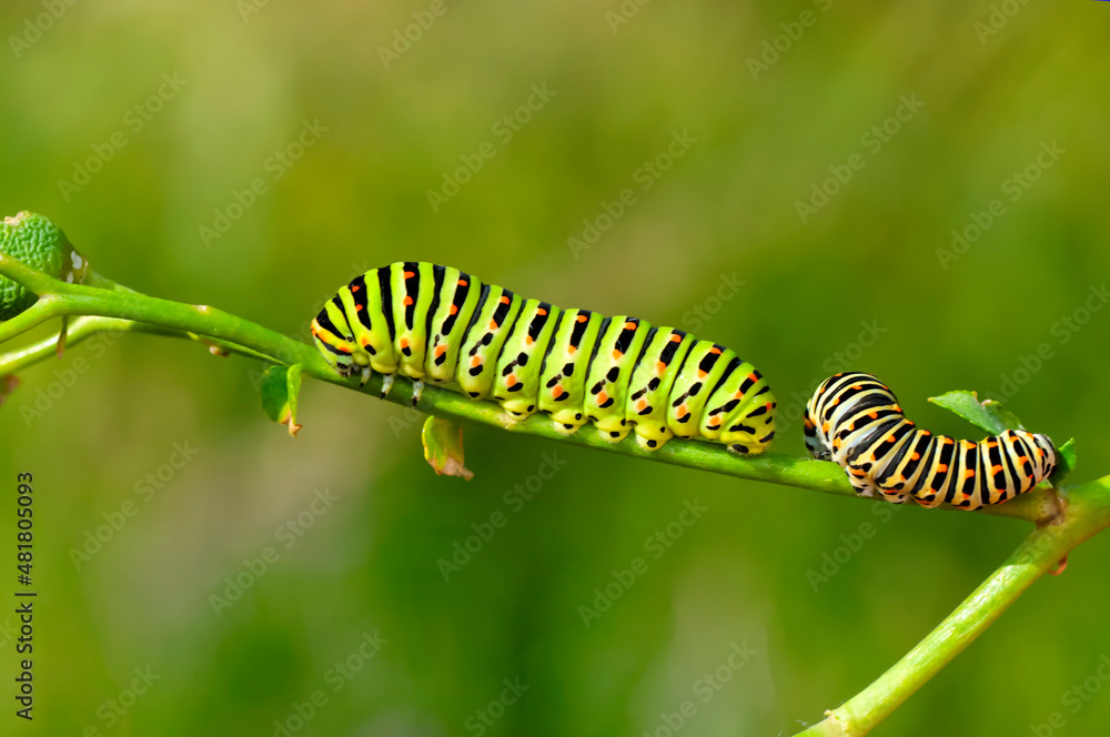 Macro shots, Beautiful nature scene. Close up beautiful caterpillar of butterfly. Macro shots, Beautiful nature scene. Close up beautiful caterpillar of butterfly.