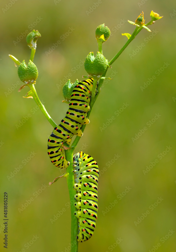 Macro shots, Beautiful nature scene. Close up beautiful caterpillar of butterfly. 