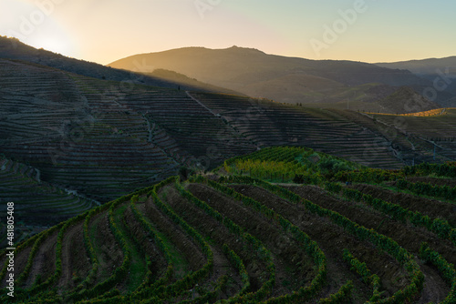 view of the vineyards of the douro valley with autumn cores - Portugal - golden hour.