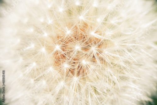 Close-up of white dandelion flower seed head