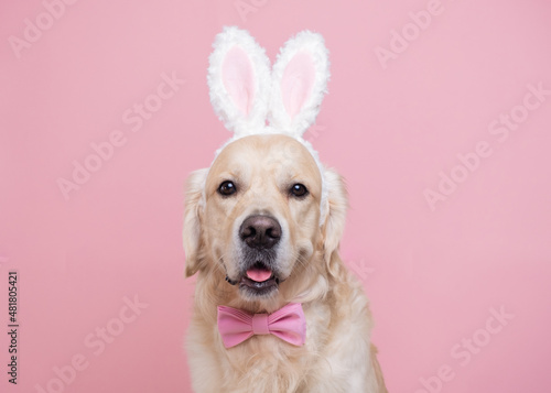 A dog in a bunny costume sitting on a pink background. Golden Retriever celebrating Easter and looking into the camera with space for text. Easter card with a pet.