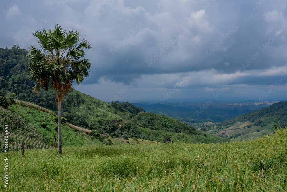 Obraz premium beautiful background images.