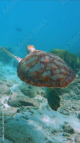 Beautiful Sea Turtle Swimming In The Blue Waters of the Caribbean Sea. Relaxed Scuba Diving in Curacao, Aruba and Bonaire. 