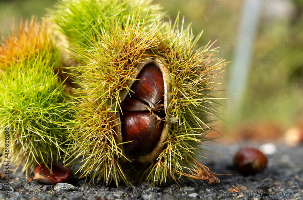 autumn texture with chestnuts on the hedgehog autumn texture with chestnuts on the hedgehog
