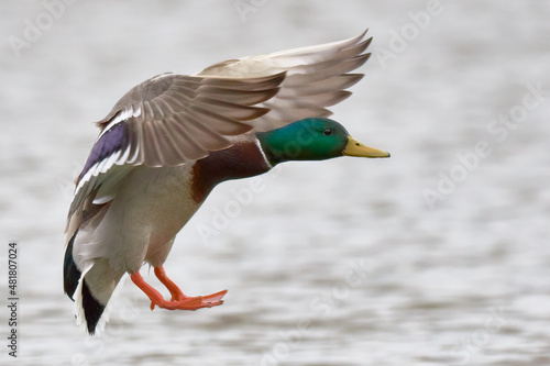 Mallard duck drake in fast flight, closeup.  Landing on water surface. With spread wings.  Flying over lake.  Blurred background, copy space. Genus species Anas platyrhynchos.