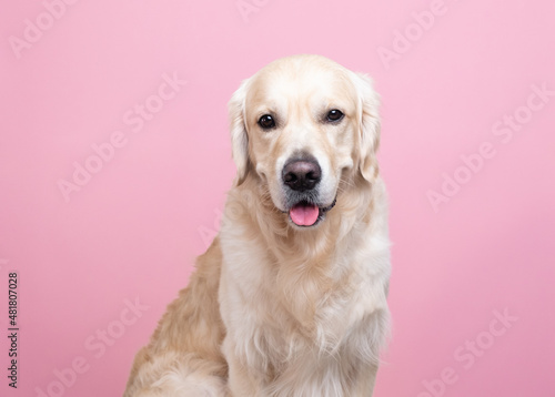 Portrait of a happy dog looking straight at the camera. Golden Retriever sitting on pink background with space for text. Postcard with a pet © deine_liebe