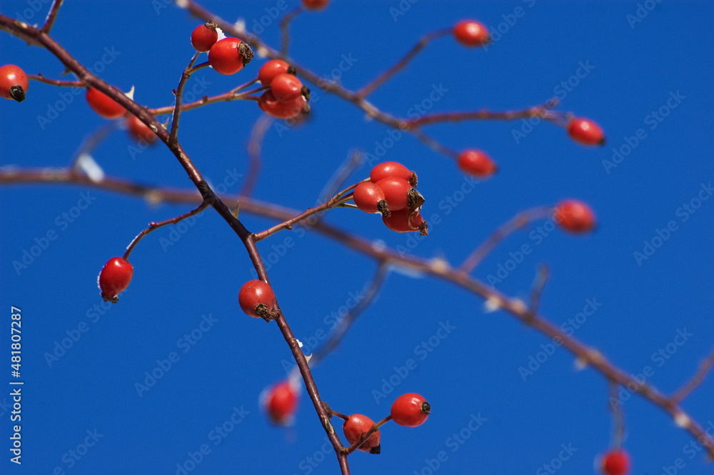 Rose hip plant on blue sky background Rose hip plant on blue sky background