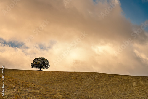 Isolated tree in the dehesa of the eastern mountains of Granada. photo