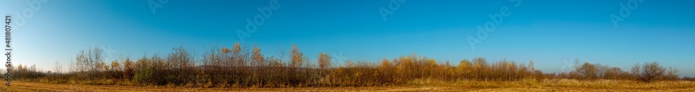 Fototapeta premium Panorama of autumn tree on a large lawn.