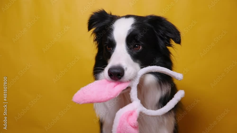 Happy Easter concept. Funny puppy dog border collie holding easter bunny ears in mouth isolated on yellow background. Preparation for holiday. Spring greeting cncept on Easter Happy Easter concept. Funny puppy dog border collie holding easter bunny ears in mouth isolated on yellow background. Preparation for holiday. Spring greeting cncept on Easter