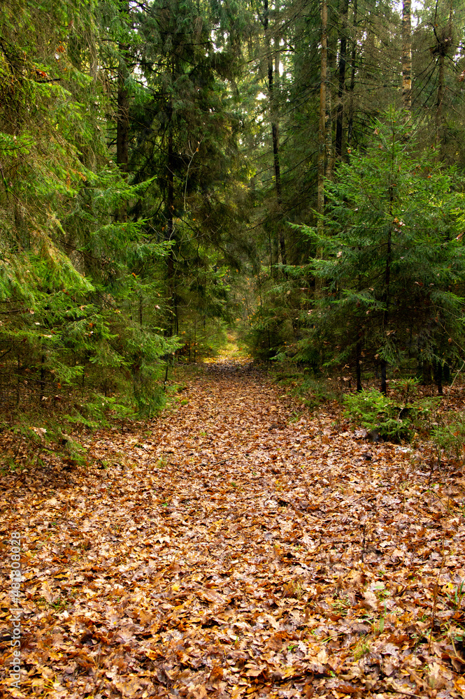 Forest landscape with path through trees in sunny autumn Forest landscape with path through trees in sunny autumn