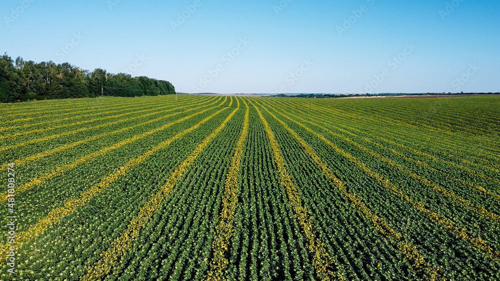 Aerial view of a large field planted in a row of young sunflowers on a sunny day