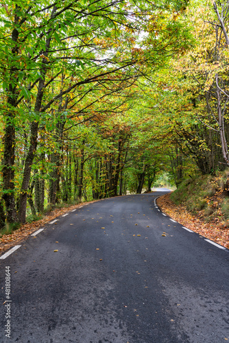 road passes through autumn landscape in chestnut groves.