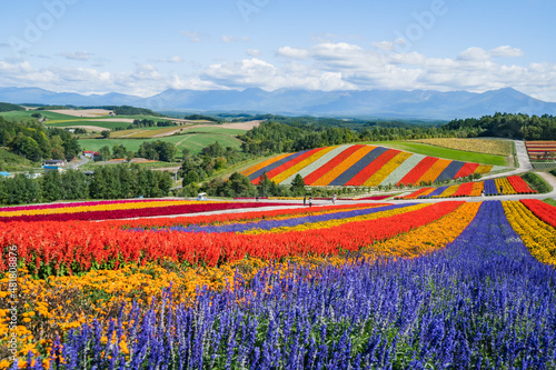 広大な花畑と十勝岳連峰 (日本 - 北海道 - 四季彩の丘)
