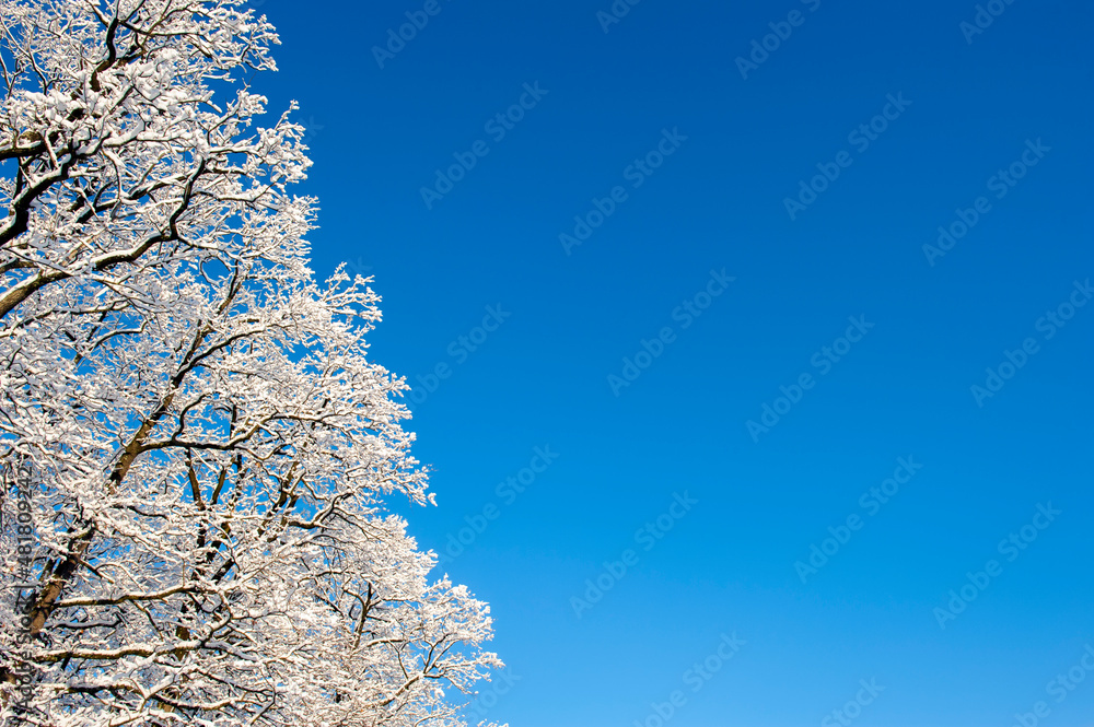 Forest under snow cover, sun and shadows, blue sky. Forest under snow cover, sun and shadows, blue sky.
