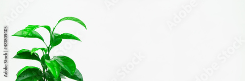green plant in a white pot on a light background. tangerine sprout planted in a pot. concept of a new life.
