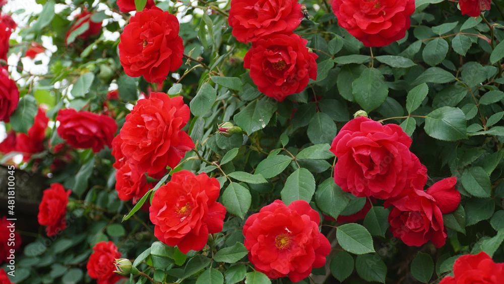 https://papago.naver.com/#:~:text=The%20abundance%20and%20beauty%20of%20vine%20equipment.It%27s%20summer%2C%20the%20queen%20has%20become%20wise. https://papago.naver.com/#:~:text=The%20abundance%20and%20beauty%20of%20vine%20equipment.It%27s%20summer%2C%20the%20queen%20has%20become%20wise.