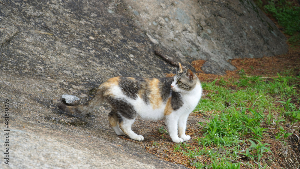 A wild three-colored cat.Cute face, fierce eyes, soft fur