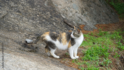 A wild three-colored cat.Cute face, fierce eyes, soft fur