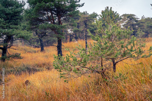 Small maritime pine in autumn growing amidst the autumn orange grass
