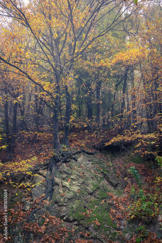 Beech tree with roots on the rock in autumn. Forest with autumnal colors characteristic of the foliage
