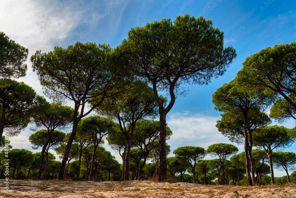 pine forest with blue sky and sand floor.