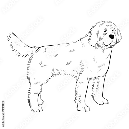 Newfoundland dog isolated on white background. Hand drawn dog breed vector sketch.