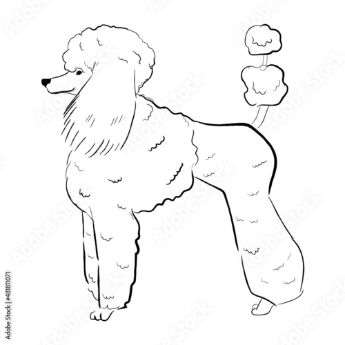 Poodle dog isolated on white background. Hand drawn dog breed vector sketch.