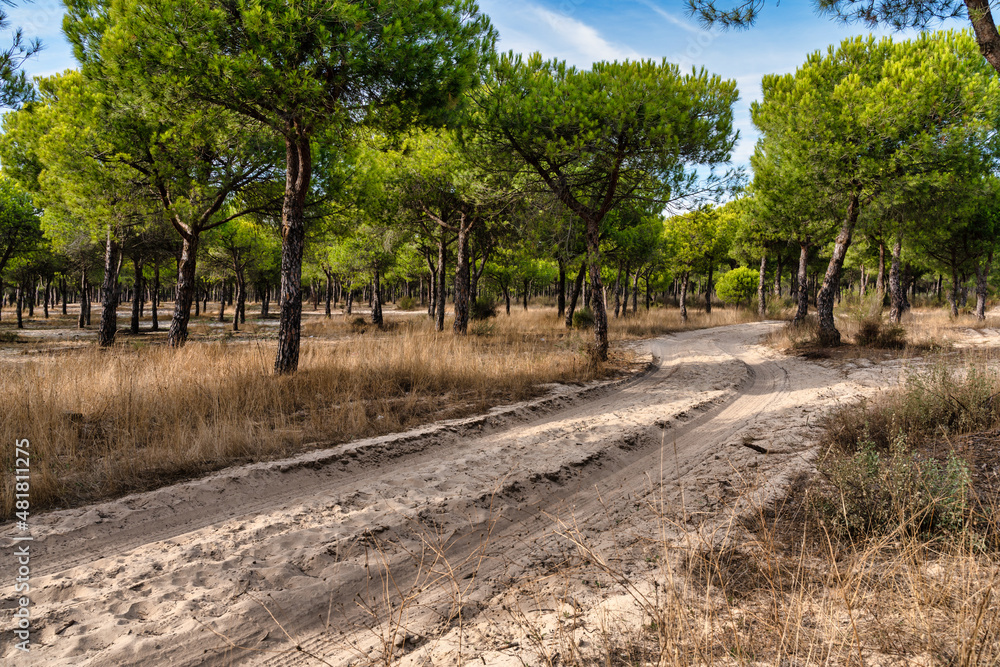Fototapeta premium pine forest with blue sky and sand floor.