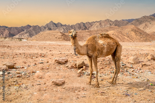   amel stands against the backdrop of beautiful mountains and sky.  Egypt  Africa
