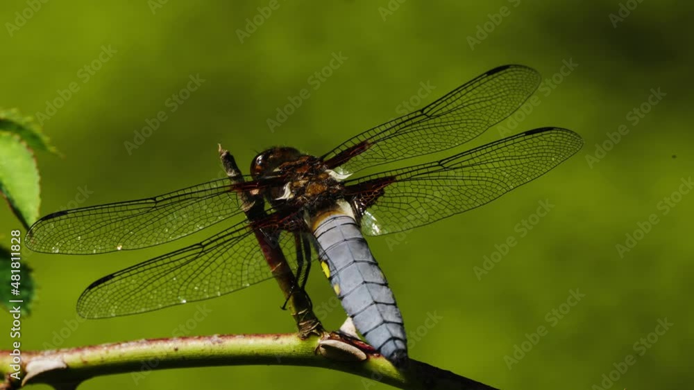 A closeup shot of a dragonfly landed on a tree branch A closeup shot of a dragonfly landed on a tree branch