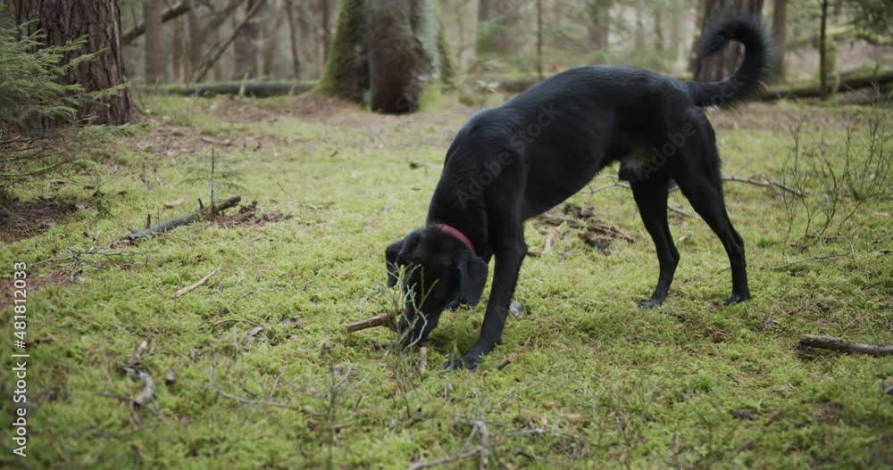 SLOW MOTION: Black dog chews on stick in the woods SLOW MOTION: Black dog chews on stick in the woods